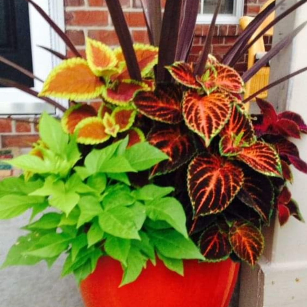 Meet your Posher, Tess